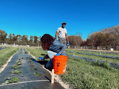 Virginia Tech's Revolutionary Approach to Sustainable Strawberry Farming