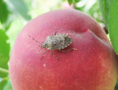 picture of an adult BSMB on a peach