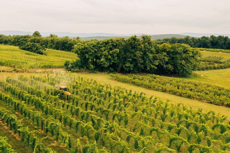 tractor making an airblast spray application in a vineyard