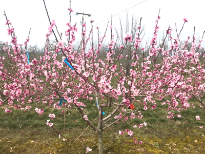 picture of a stone fruit tree blooming