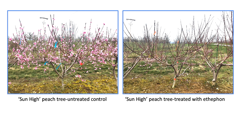 Figure 2: Fall applications of ethephon led to bloom delay in ‘Sun High’ peach cultivars at the AHS Jr AREC, Winchester (unpublished data).  Pictures of treated and untreated trees were taken on the same day. 