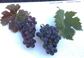 The cluster on the left shows poor color development due to the infection by a grapevine leafroll-associated virus.