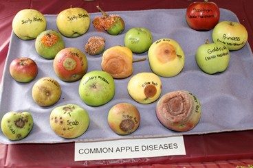Apple diseases