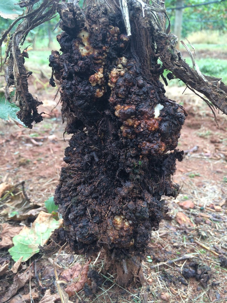 picture of crown gall