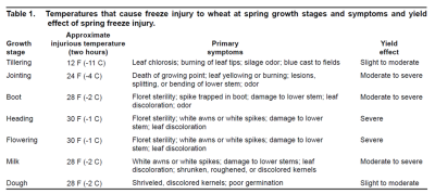 2021 Cold damage to small grain and corn - Dr. Wade Thomason