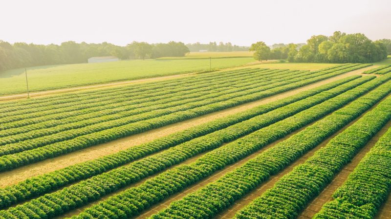 fields at EVAREC