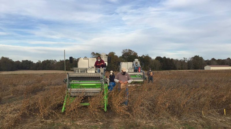 Soy harvest at Eastern Virginia AREC