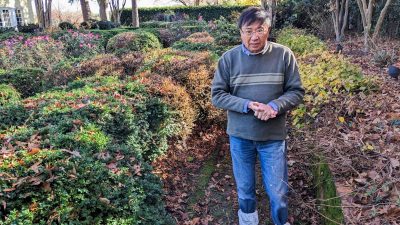 Virginia Tech research offers nursery growers relief from devastating boxwood blight