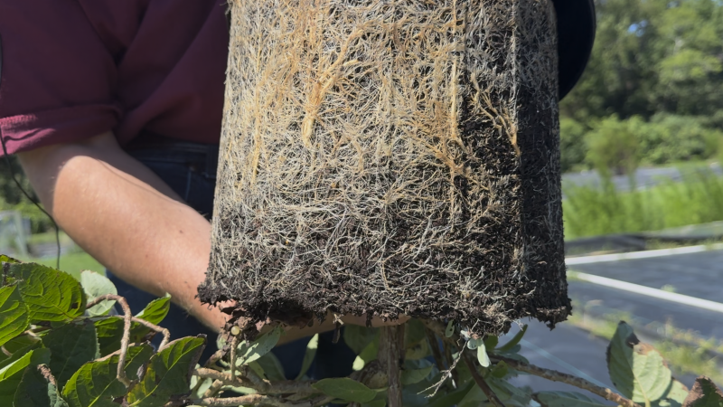 Smaller Sips Beat Big Gulps: Cyclic Irrigation for Nursery Crops