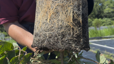 Smaller Sips Beat Big Gulps: Cyclic Irrigation for Nursery Crops