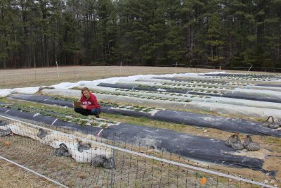 Researchers Publish Findings on New Eco-Friendly Weed Control Method for Strawberry Fields  