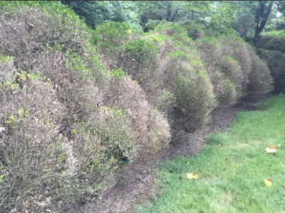 Meet Boxwood’s New Bodyguard, Pseudomonas eucalypticola 1021Bp 