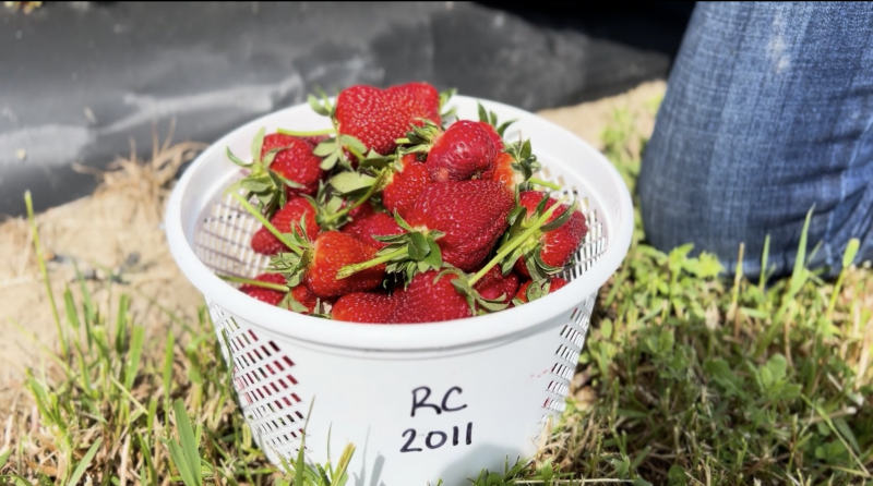 Virginia Tech researchers investigate how row covers can be utilized for strawberry production