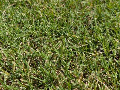 Is Year-Round Green Grass Possible in VB?