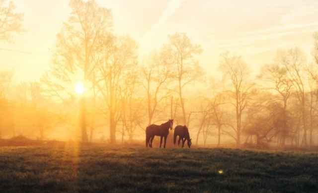 Researcher and a horse
