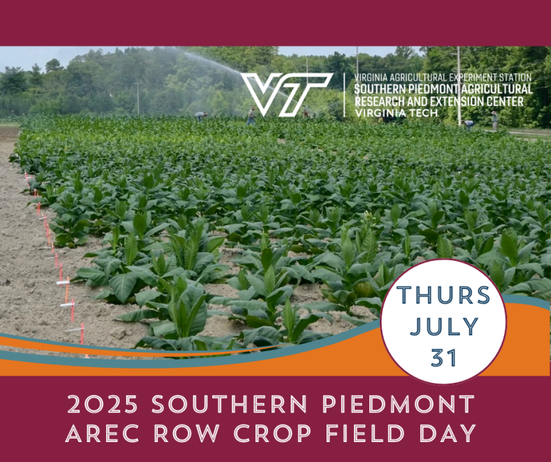 Image of a tobacco field advertising the 2025 Southern Piedmont AREC Row Crop Field Day on July 31