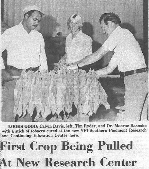 Three Southern Piedmont employees with tobacco harvest in August 1974.