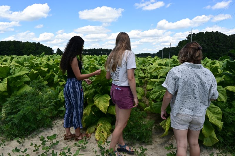 students observing tobacco plants in field