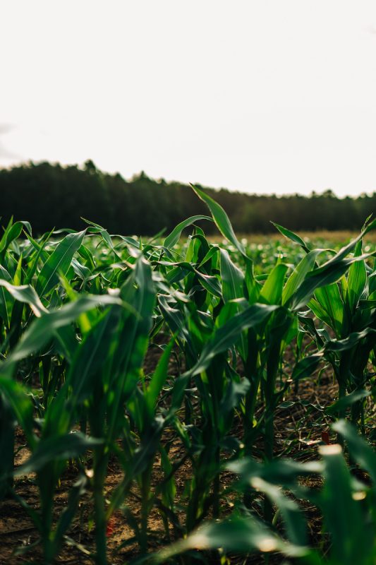 corn field