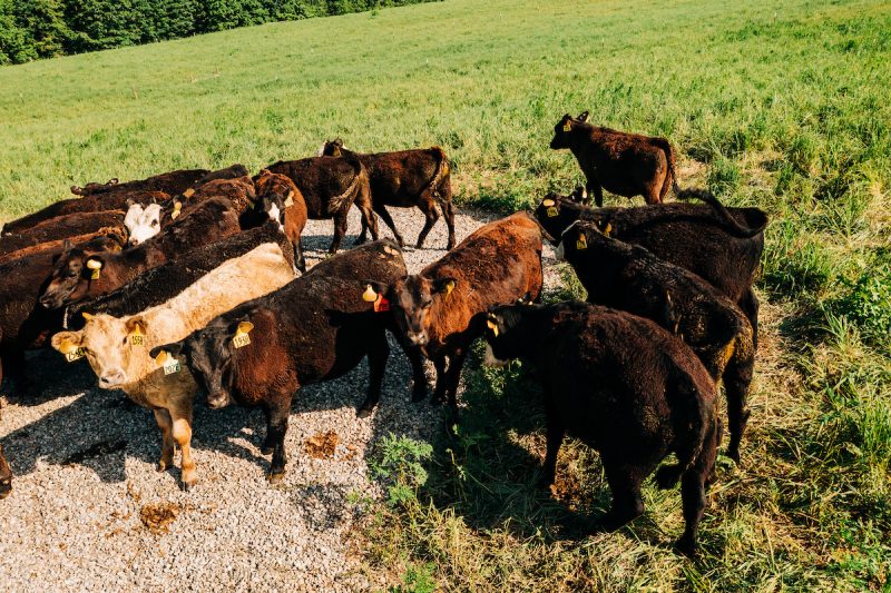 cattle in field