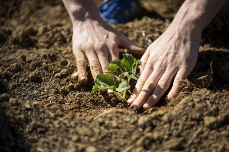 Planting strawberries in organic farm