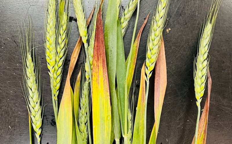 winter wheat with signs of barley yellow dwarf virus