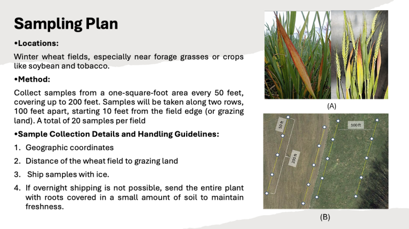 Directions for sampling whinter wheat.