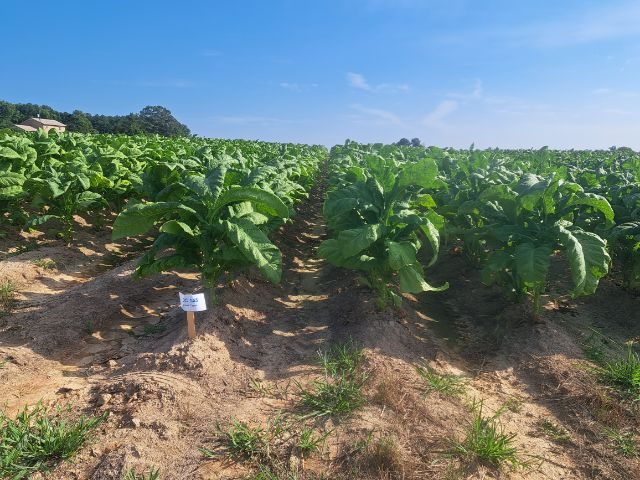 tobacco field