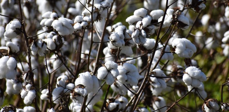 cotton