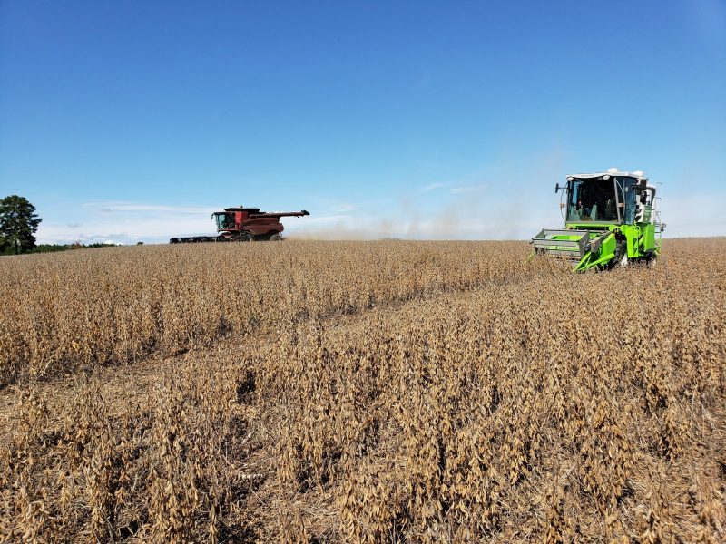 soybeans in field