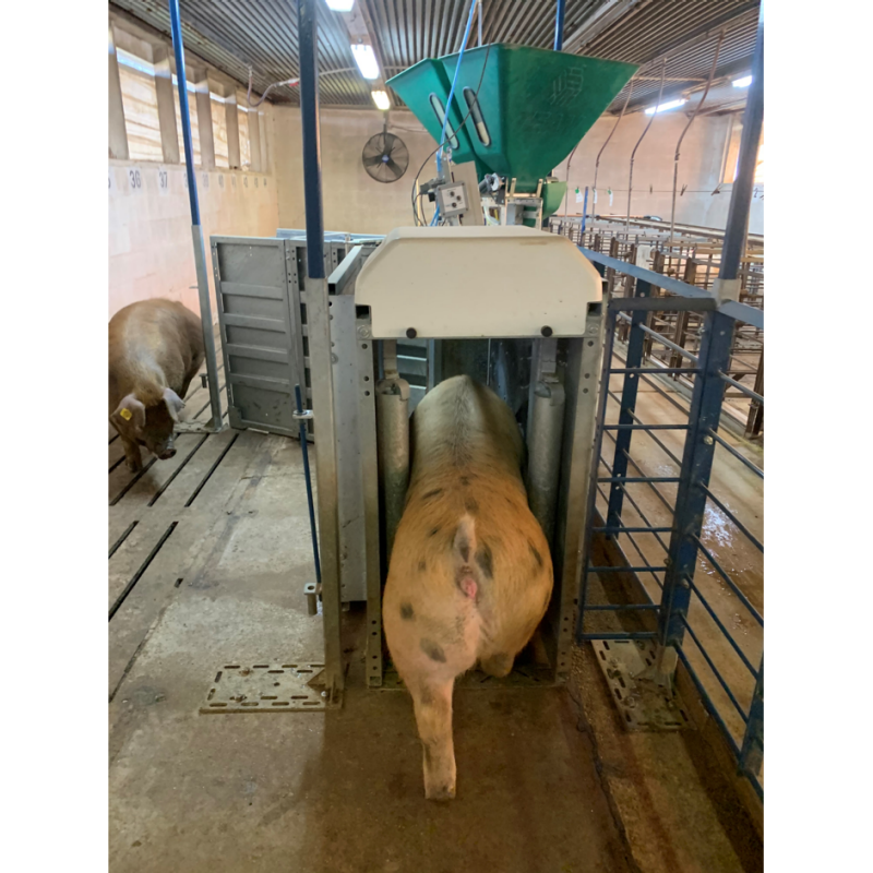 Computerized feeding equipment for sows and weaned pigs installed at the Tidewater AREC’s Swine Research Facility
