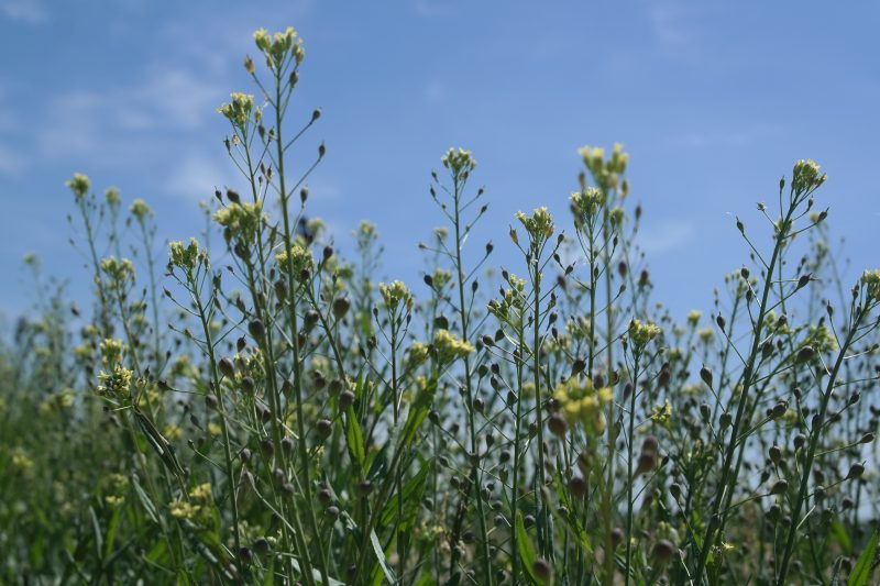 Camelina