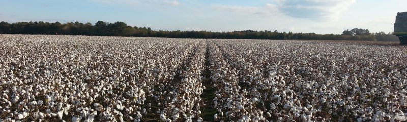 Cotton Data