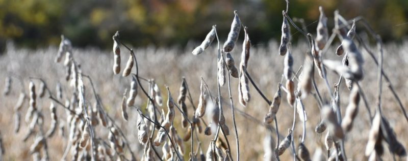 Soybean harvest