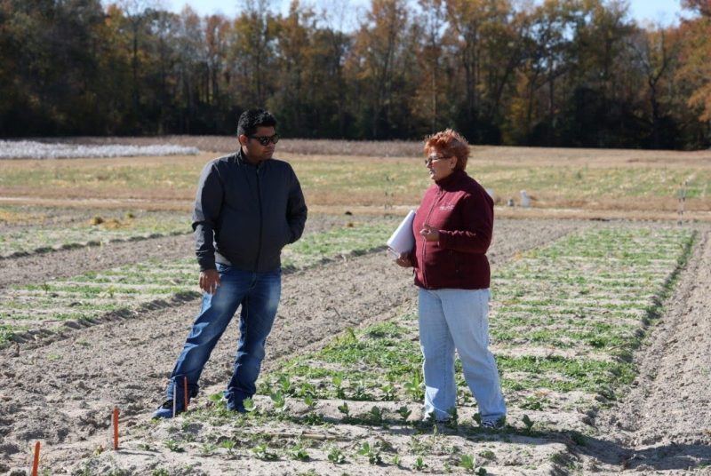 Researchers discuss progress of faba bean trials at Tidewater AREC.