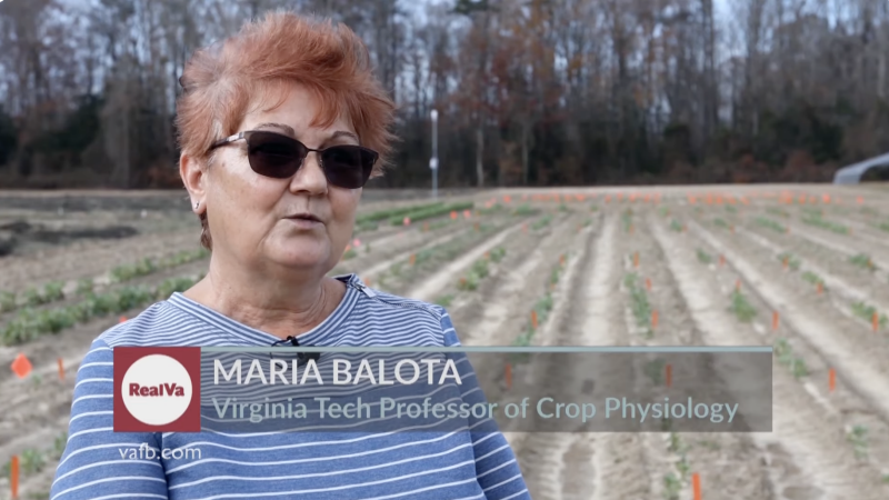 A woman wearing sunglasses and a striped shirt stands in a field of faba beans
