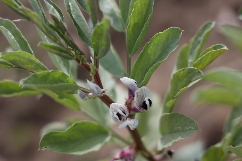 Faba bean plants in bloom