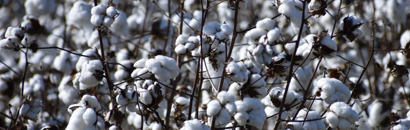 Cotton Agronomy