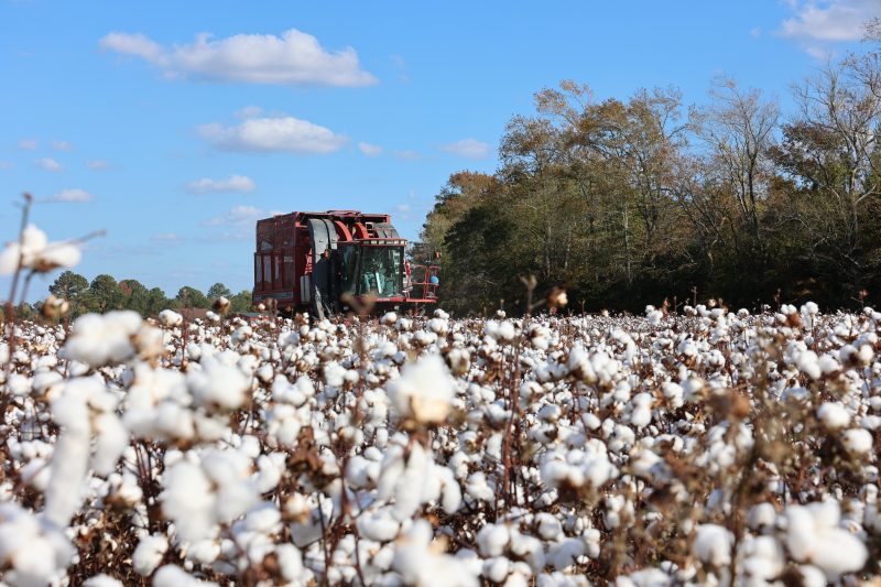 A red combine harvest cotton in the field.
