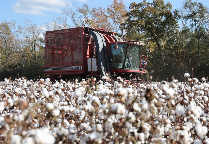 a red combine moves through a field harvesting cotton