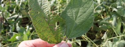 leaves with obvious damage