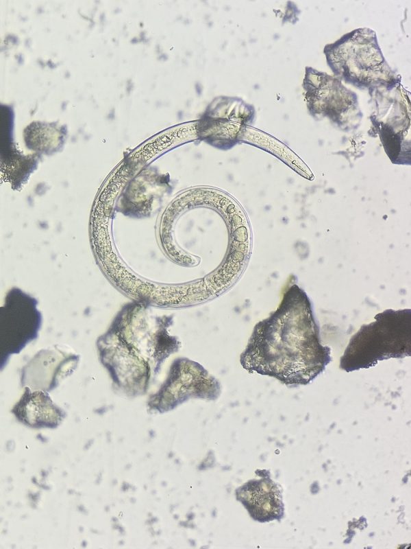 Plant Parasitic Nematodes