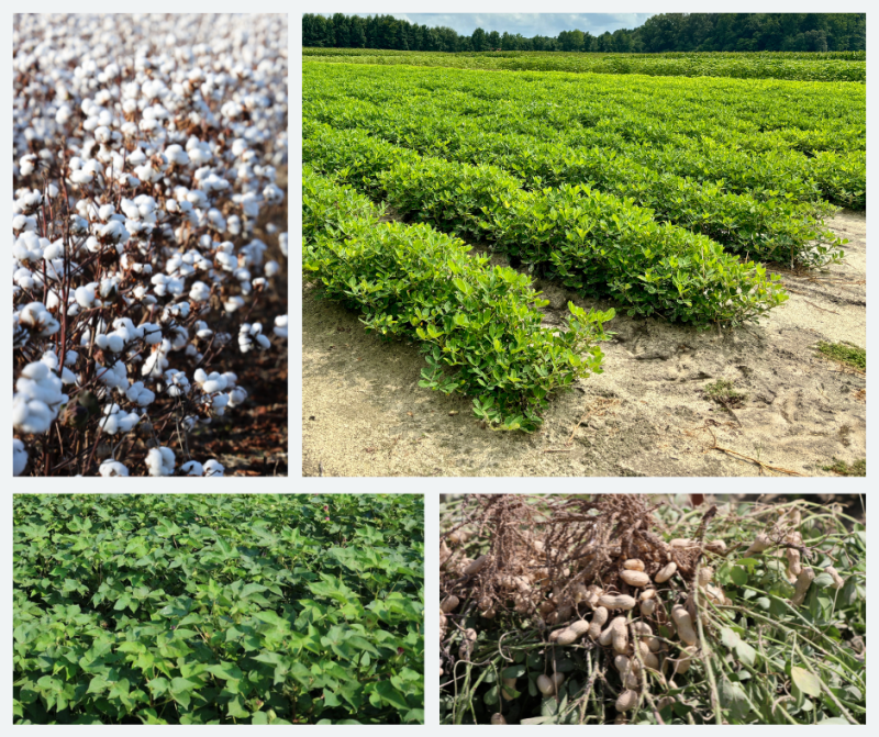 Peanut-Cotton InfoNet