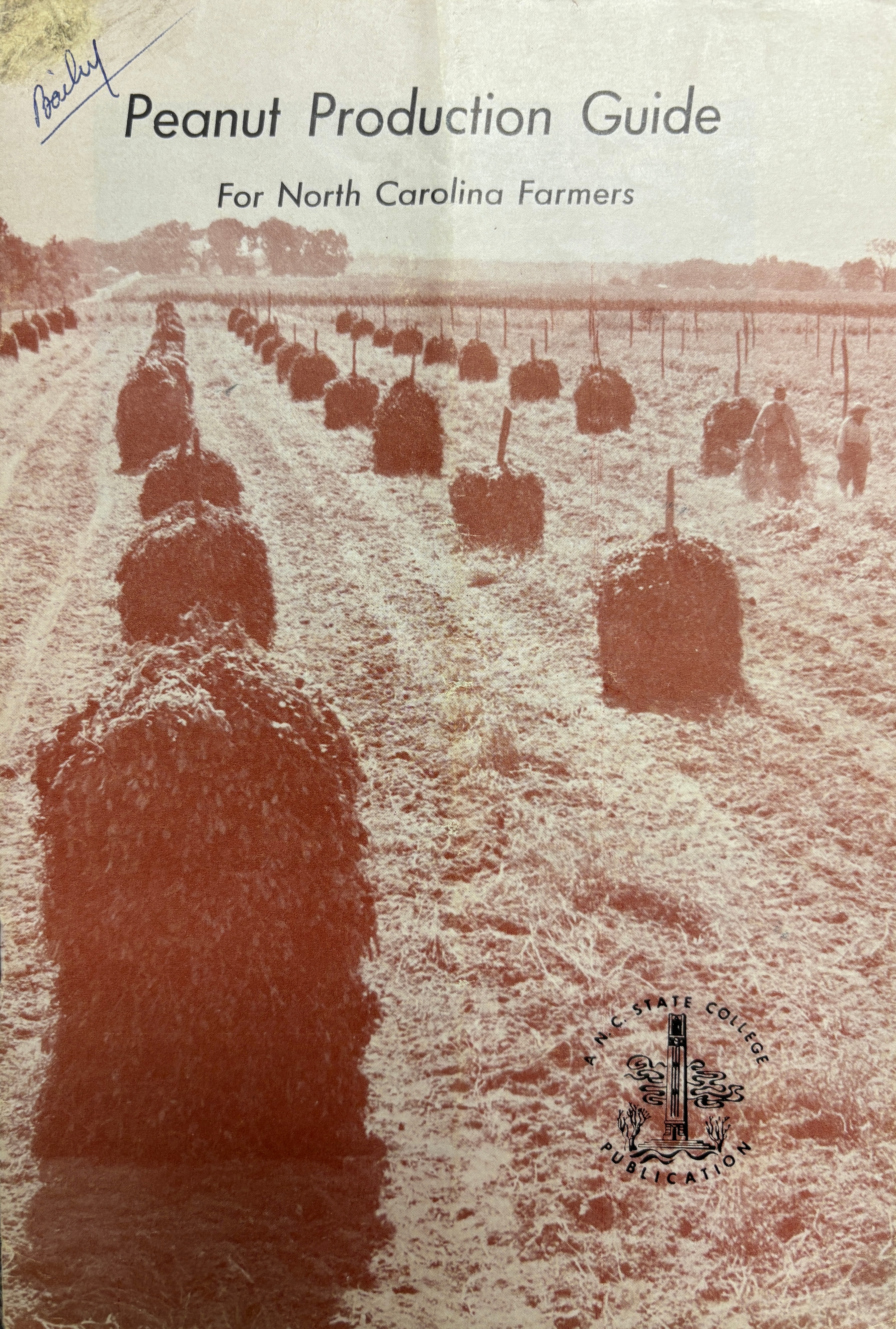 sepia tone photo of peanuts drying in a field