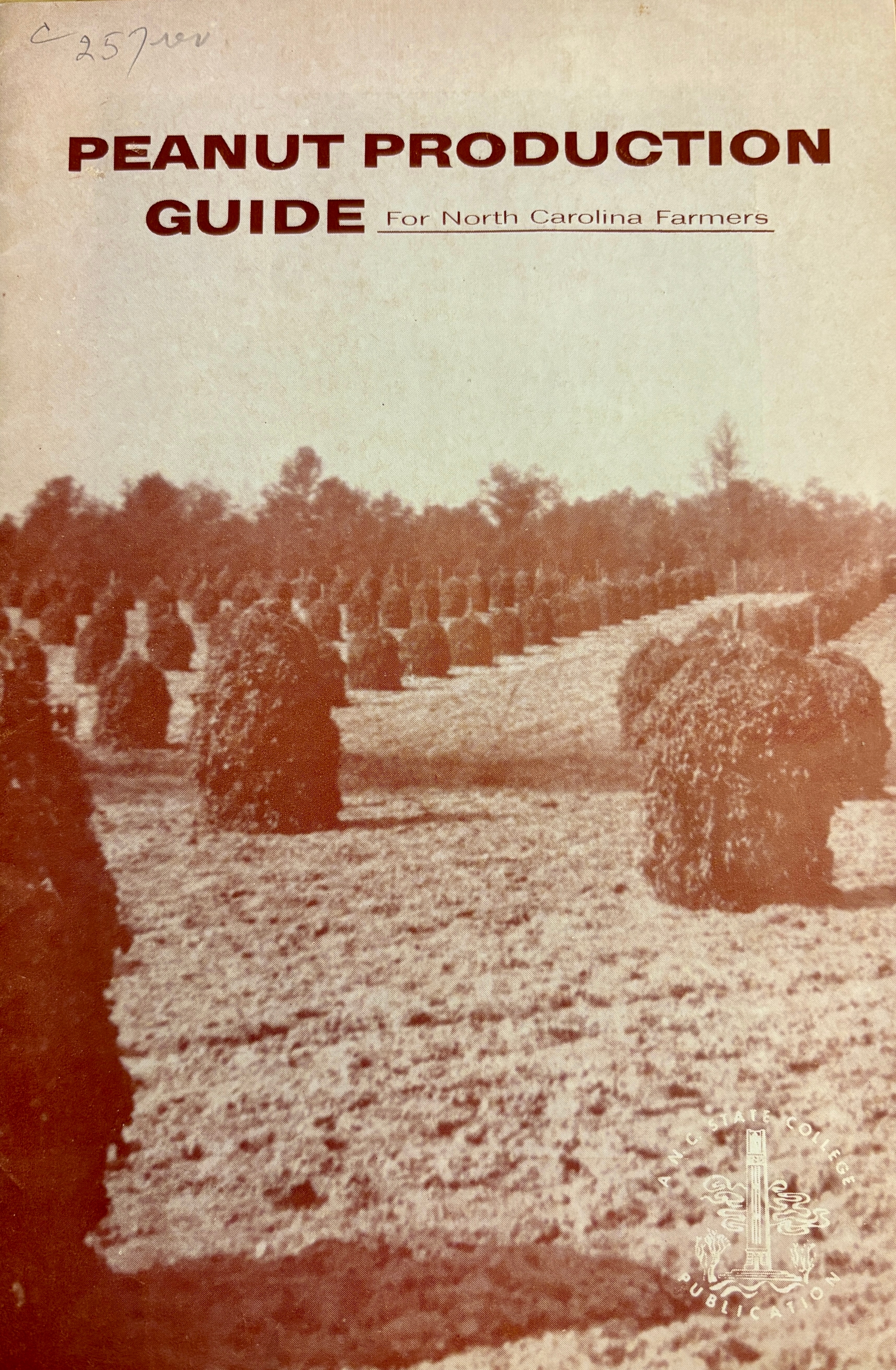 sepia tone photo of peanuts drying in a field
