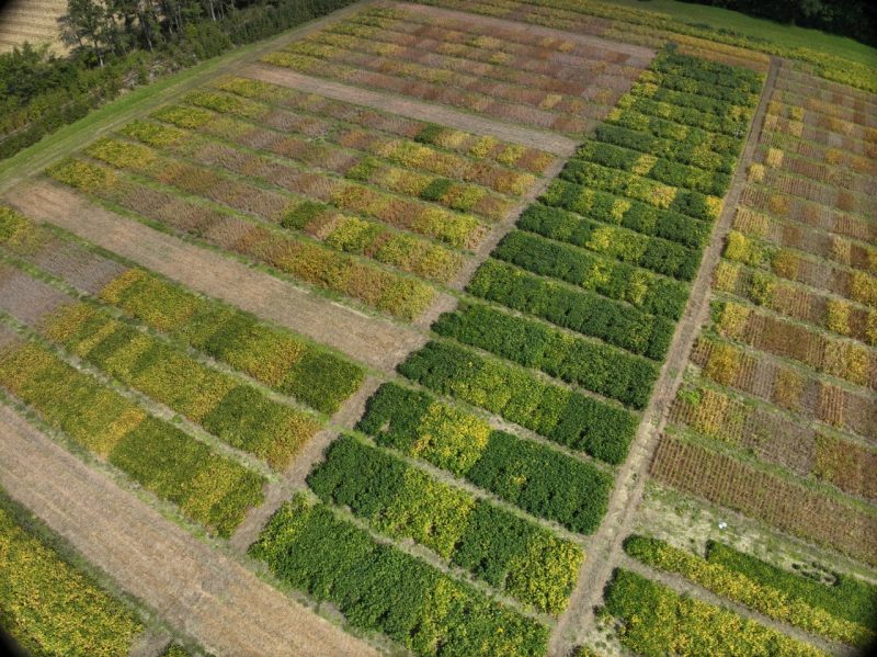 An aerial view of soybean fields at various stages of maturity