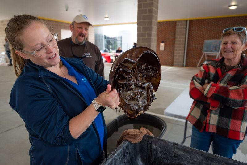 Woman holds up and shows underside of a horseshoe crab.