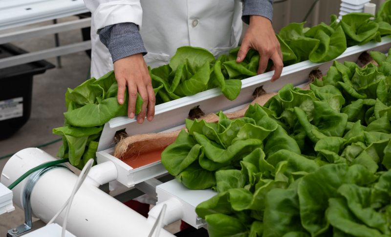 Researcher lifts lettuce to show its roots and growth using controlled environment agriculture.