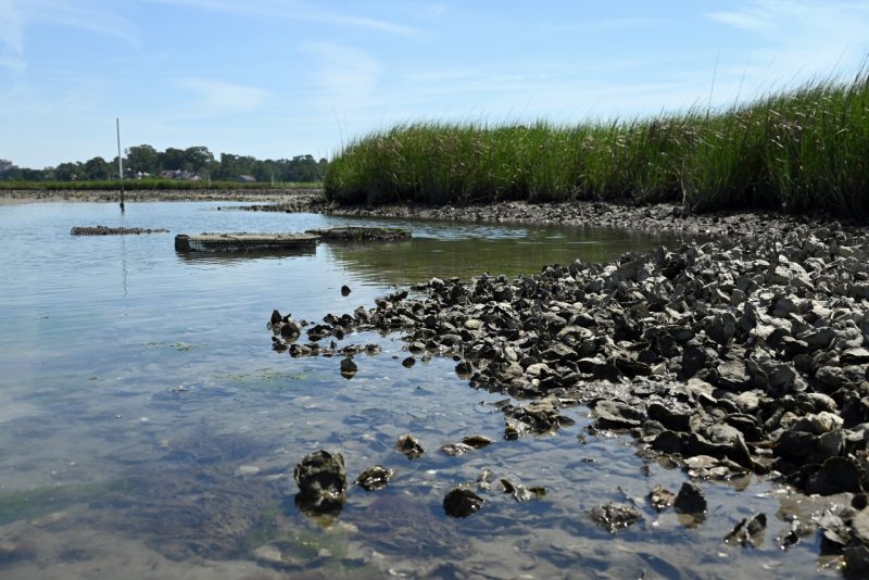 Oyster reef on a Virginia shoreline