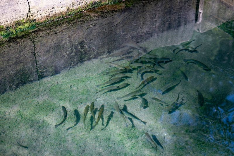 Rainbow trout swimming in an outdoor raceway.